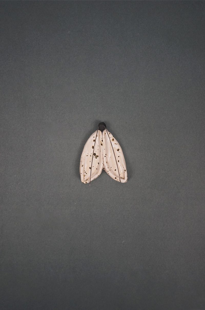 alagonda-vlinder-klein-wit-spikkel